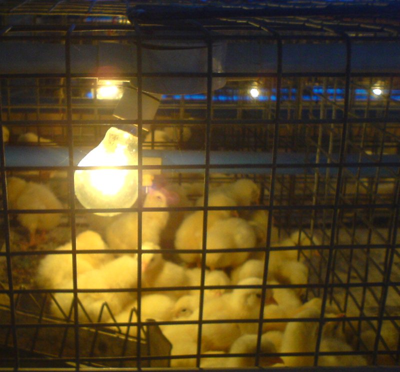 Electrical brooder